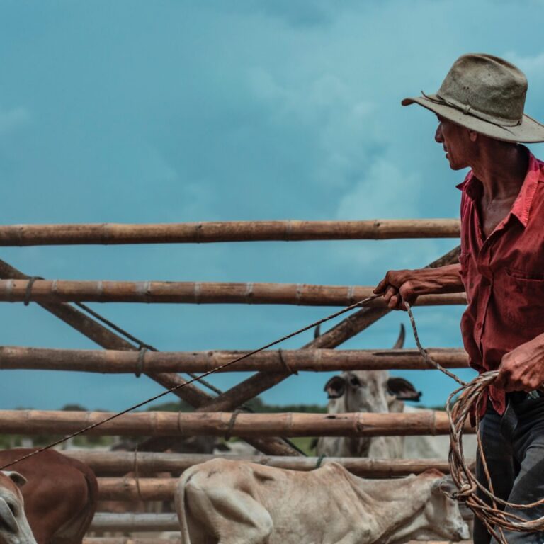 Trabajo de llano. Hato Barley