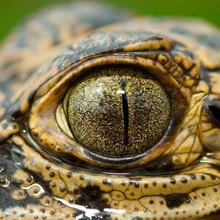 Ojo-de-babilla-Joao-web