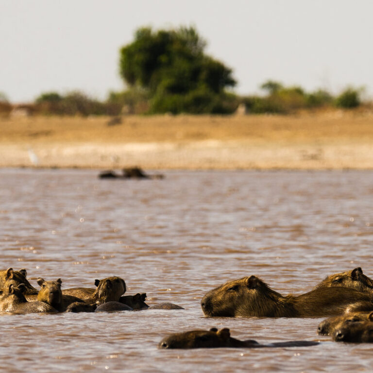 capibaras-familia-cunaguaro-WEB
