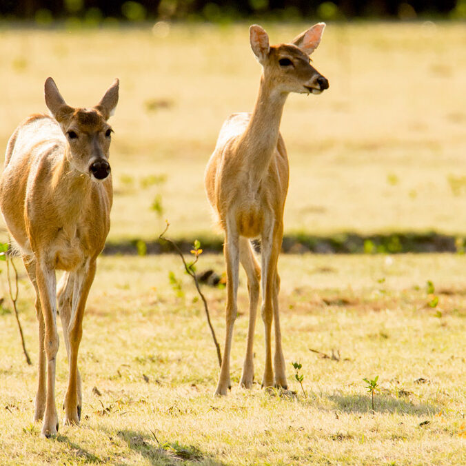 venados-cunaguar0-web