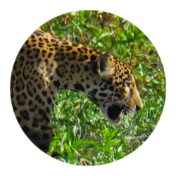 jaguar-cunaguaro-travel